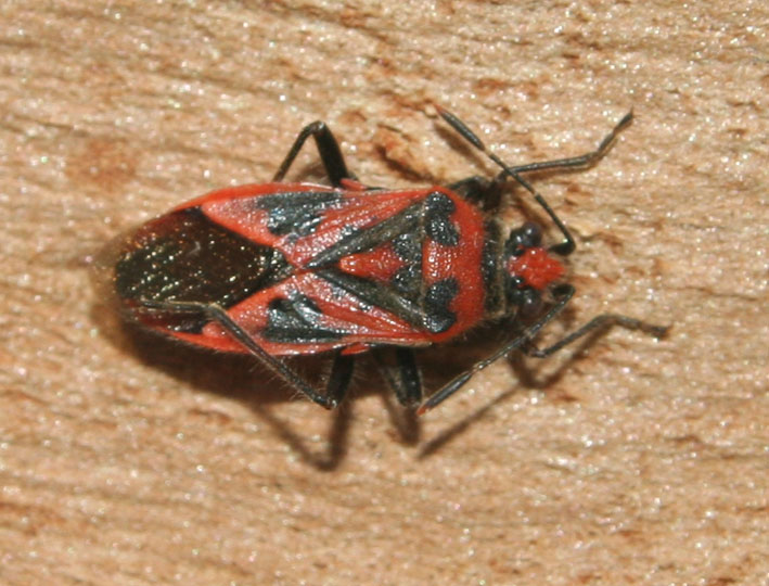 Corizus nigridorsum (Heteroptera, Rhopalidae)